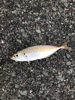 福井で夏のケンサキイカエギングと五目釣り